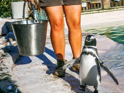 Blackpool Zoo Penguin Pool MAIN